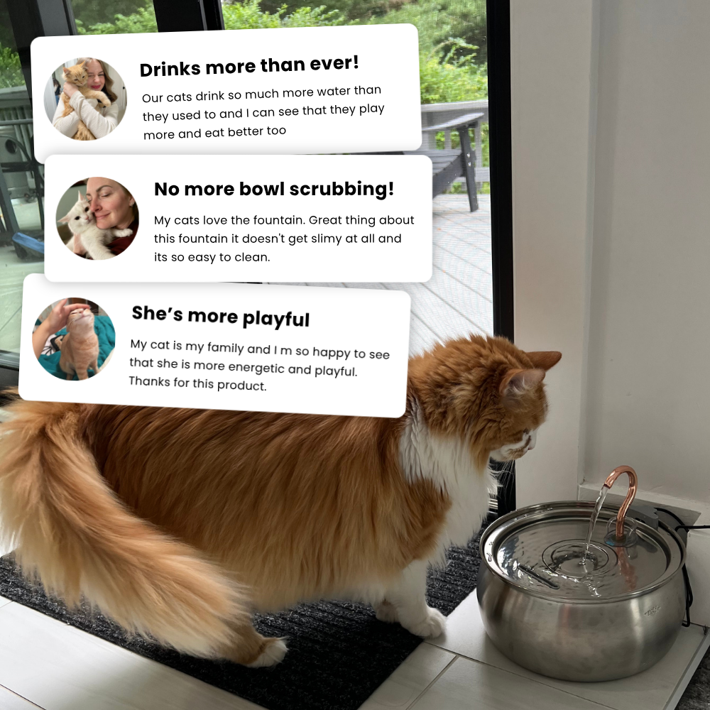 KatSpout™ Gezond & Gelukkig Kattenkit (4L)