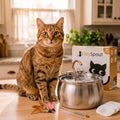KatSpout™ Gezond & Gelukkig Kattenkit (4L)