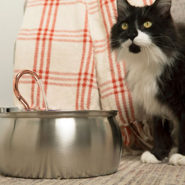 KatSpout™ Gezond & Gelukkig Kattenkit (4L)