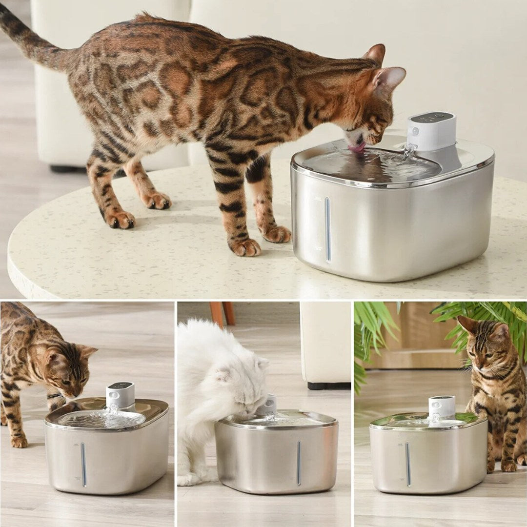 Katten bij de KatSpout fontein — gefilterd water